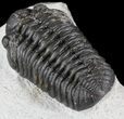 Detailed, Phacopid Trilobite - Morocco #54394-4
